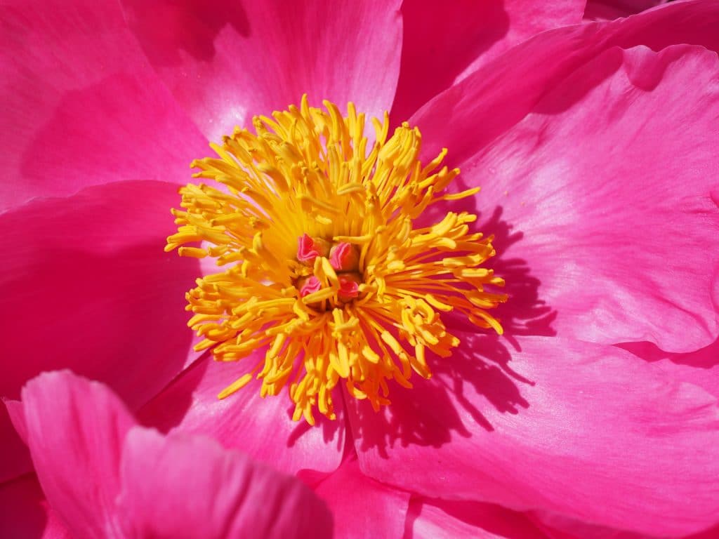 up close photo of magenta peony with bright yellow center