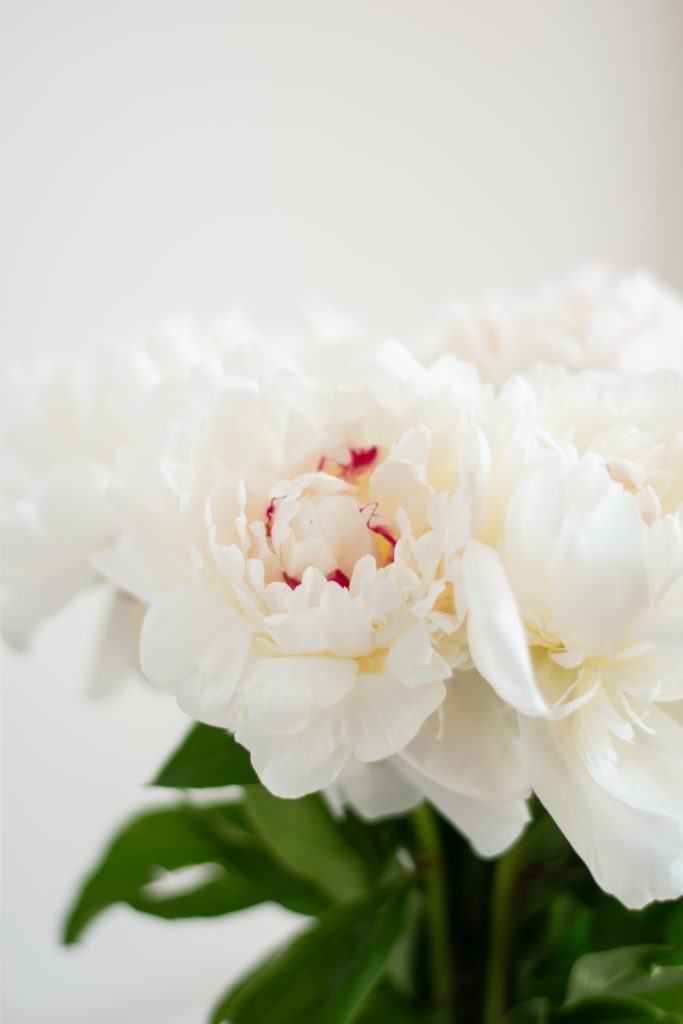 white peonies with red accented center