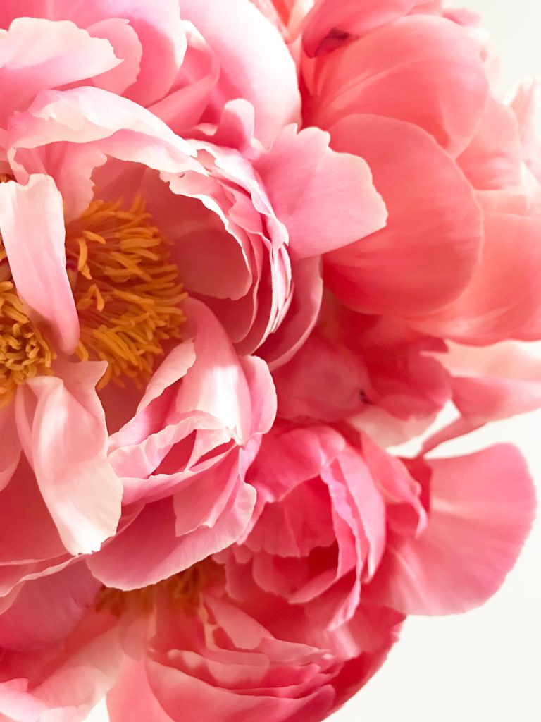 pink peony with yellow center