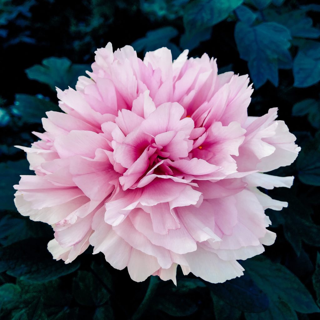 variegated pink and white peony