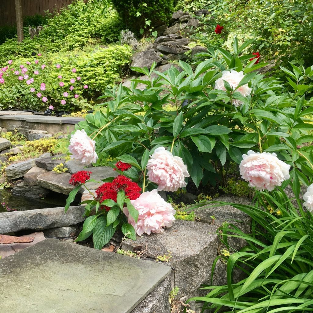 heavy peony blooms falling over