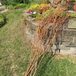 Five foot curly willow, one bunch