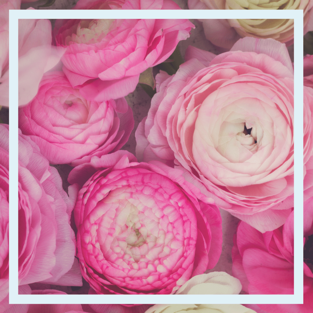 Ranunculus in shades of Pink