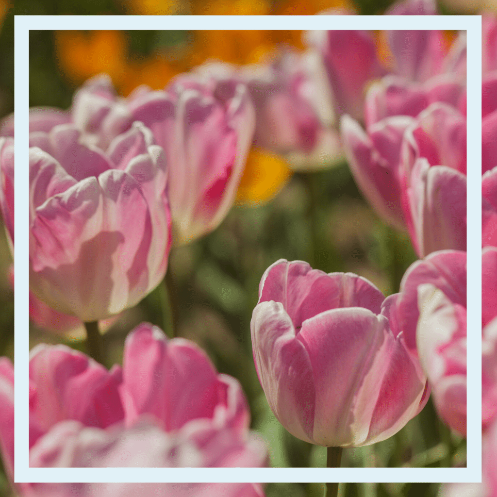 variegated pink and white tulips