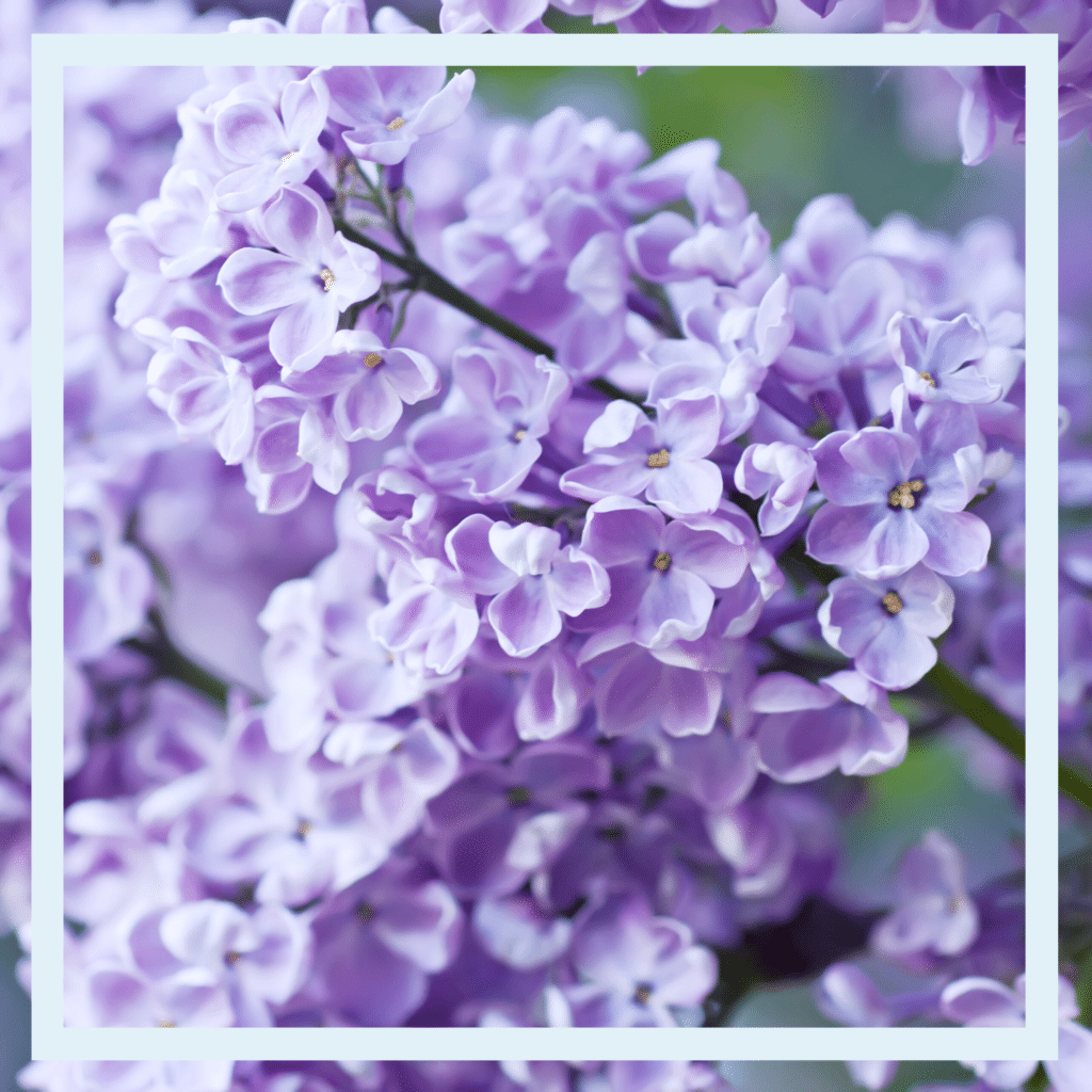 Lilac in lavender are one the must have flowers of spring