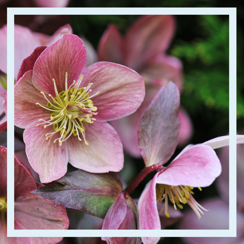 up close image of pink hellebore blooms