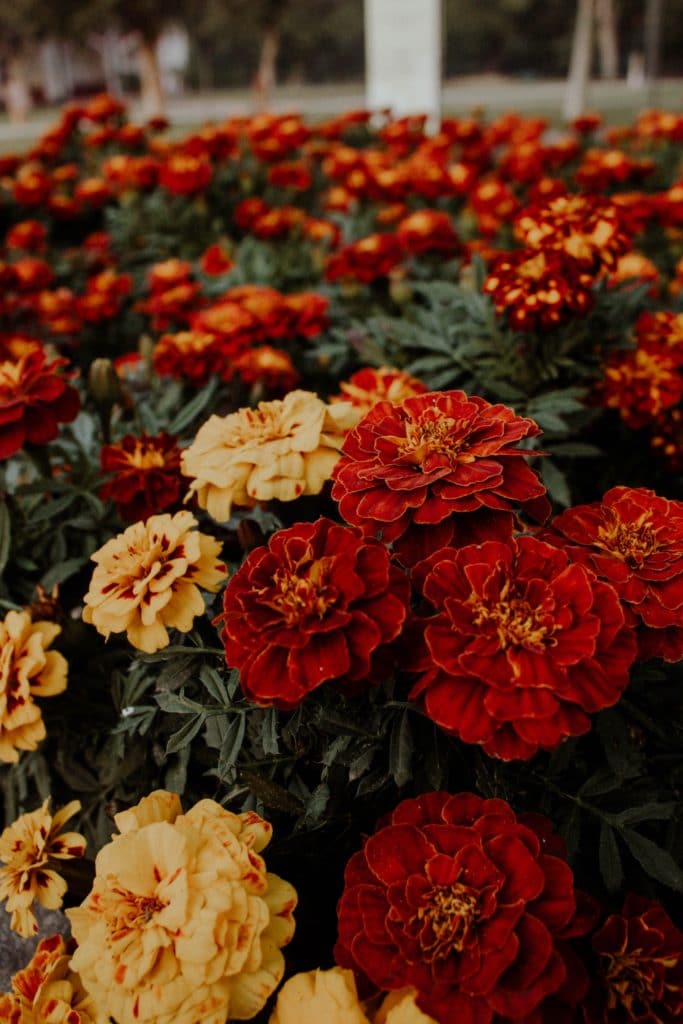 fall colored marigolds