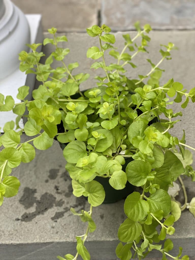 Pale green delicate leaves on mini vines