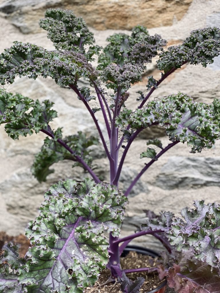 Purple Kale