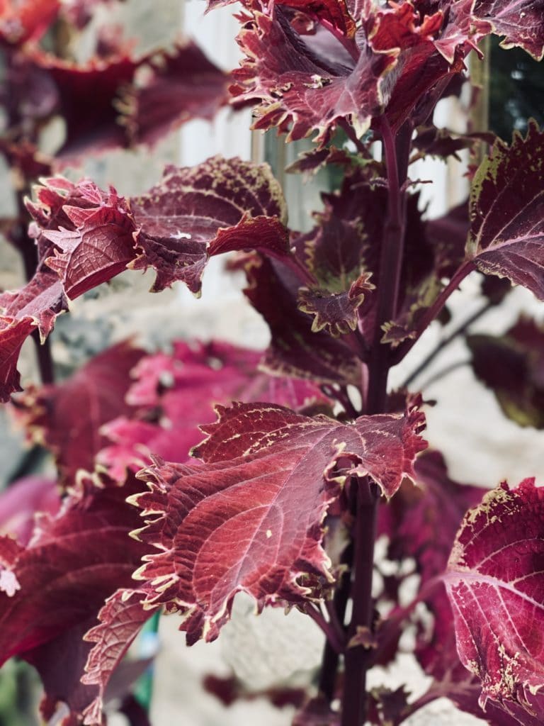 Deep red burgundy leaves with light green edges