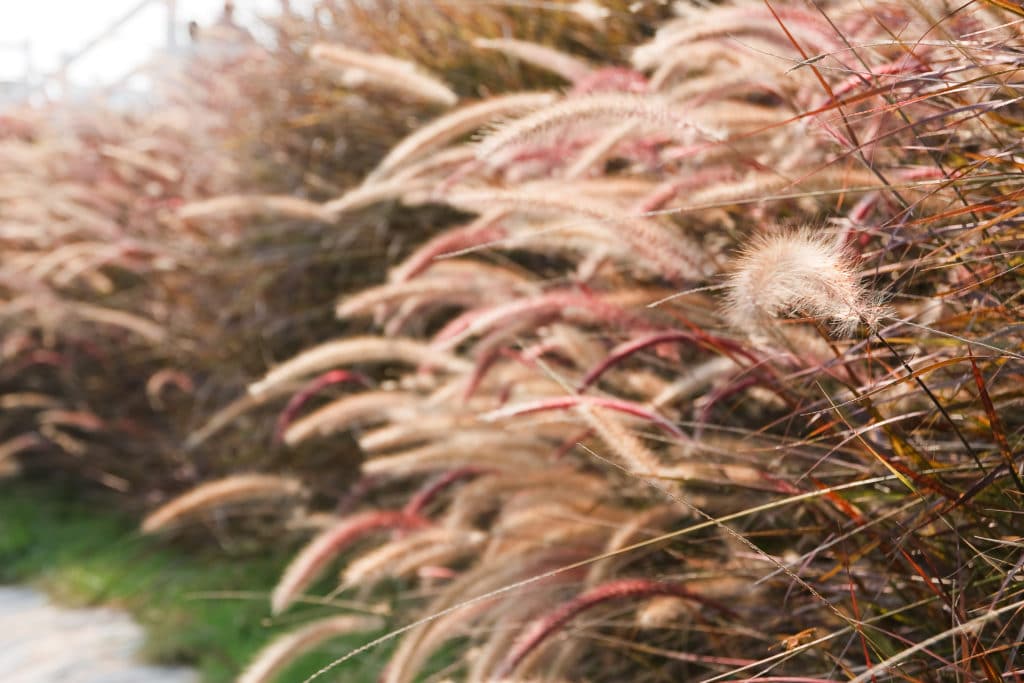 Large red Grass with fluffy tops