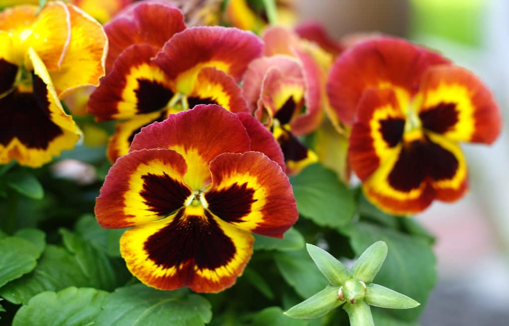 Beautiful bright purple flowers (Viola) on a background of green leaves. Beautiful background of many garden flowers. Multi-colored petals. The summer season. The rustic garden.