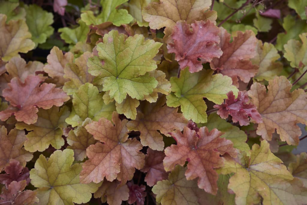 Heuchera foliage with colorful yellow green and burgundy