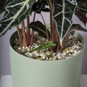 Natural Stones 37oz Light-Green