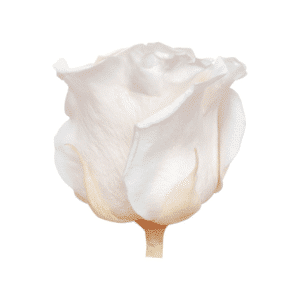 Cream Preserved Roses | Set of 6 - Image 2