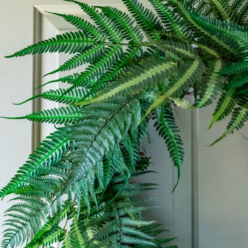 Fern Wreath | Preserved - Image 3